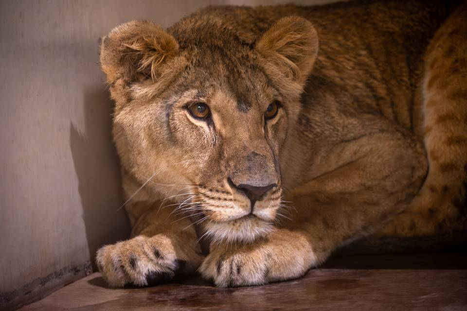 ZOO Planckendael / Jonas Verhulst