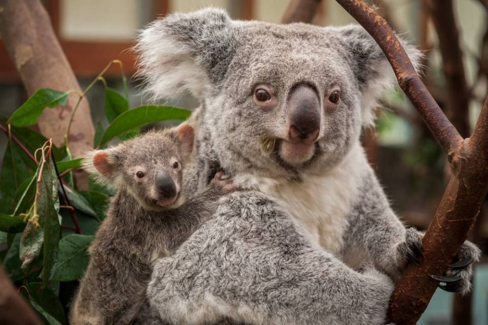 ZOO Planckendael / Jonas Verhulst