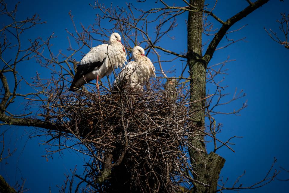 ZOO Planckendael / Jonas Verhulst