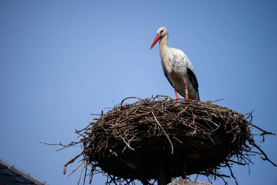 ZOO Planckendael / Jonas Verhulst