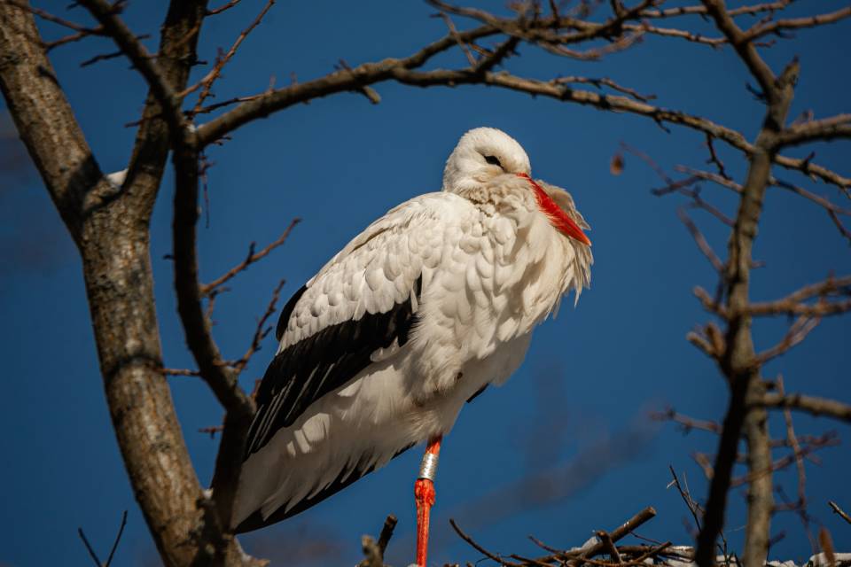 ZOO Planckendael / Jonas Verhulst