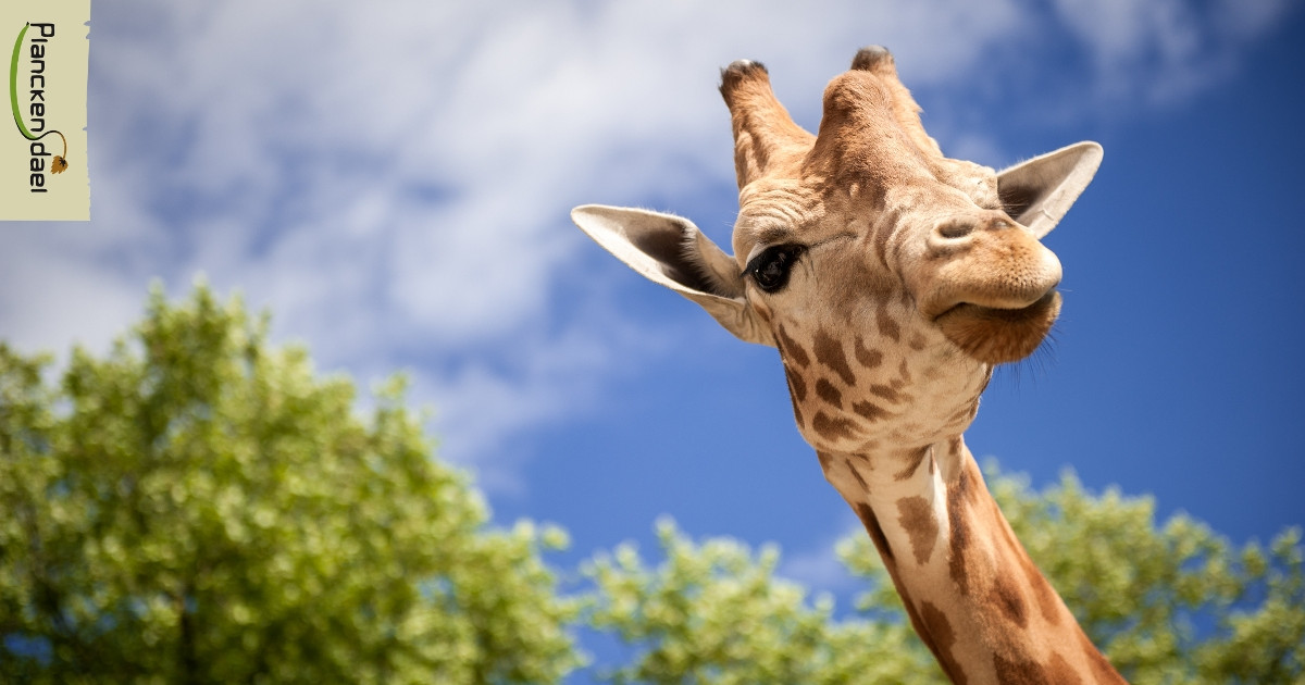 Heures d'ouverture et programme du jour - ZOO Planckendael