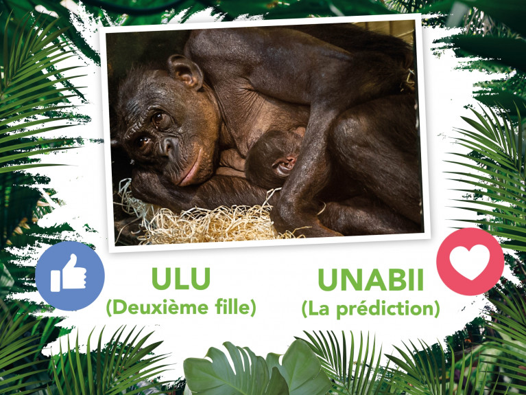 It S A Girl Le Bebe Bonobo De Djanoa Est Une Fille Zoo Planckendael