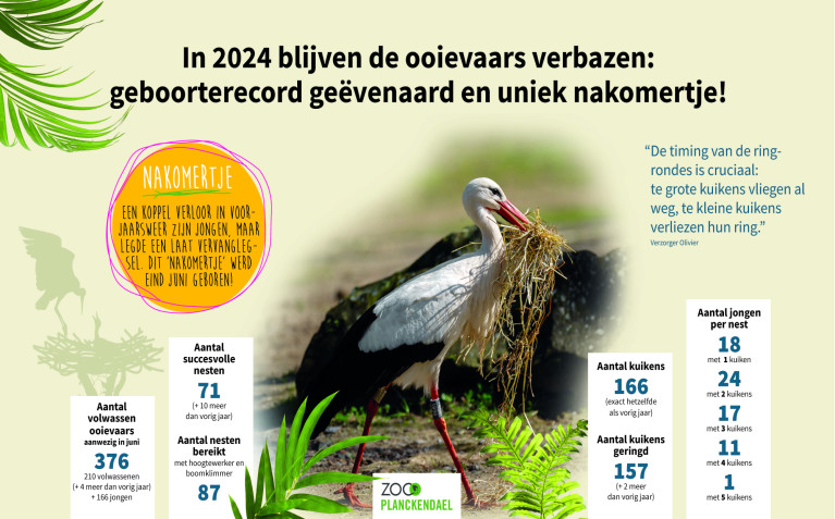 Cijfers ooievaars ZOO Planckendael 2024