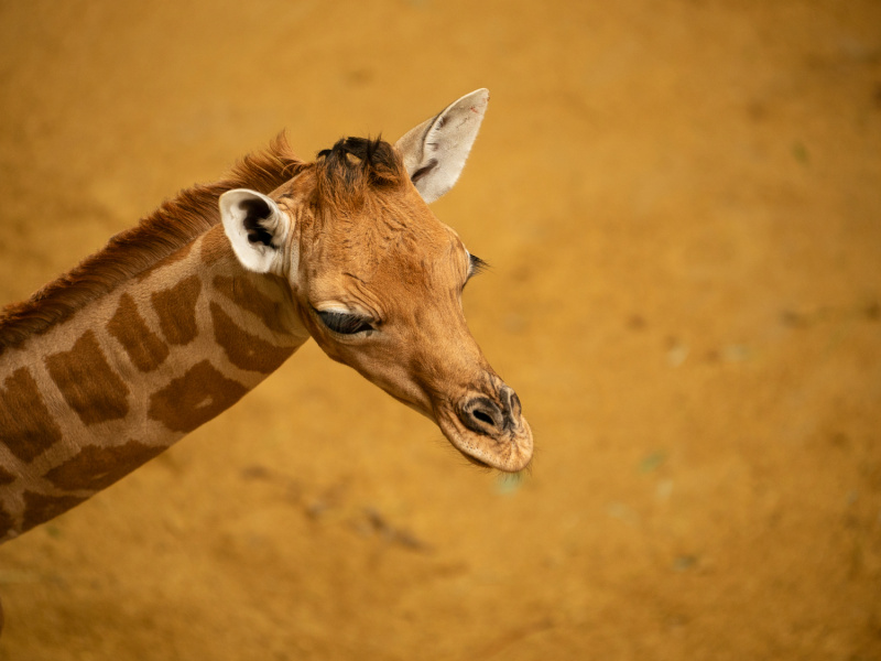 Naissance d’un majestueux girafon au ZOO Planckendael