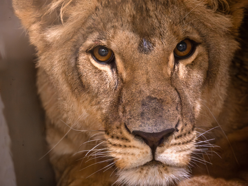 ZOO Planckendael vangt Oekraïnse leeuwin Vanda op