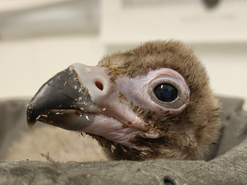 Adoption du poussin vautour moine français par les parents adoptifs Snowflake et Senior du ZOO Planckendael