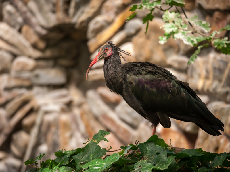 Pers - ZOO Planckendael