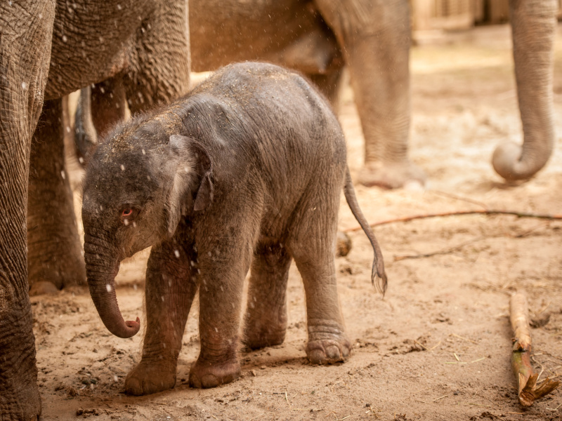 Stop à l’herpès : le ZOO Planckendael réalise de grandes avancées pour la sauvegarde des éléphants