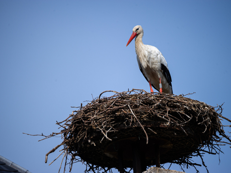 Vroege vogels in ZOO Planckendael: de eerste ooievaars zijn terug in het park