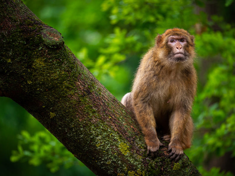 Pers - ZOO Planckendael